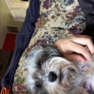 Meet your Posher, Dania